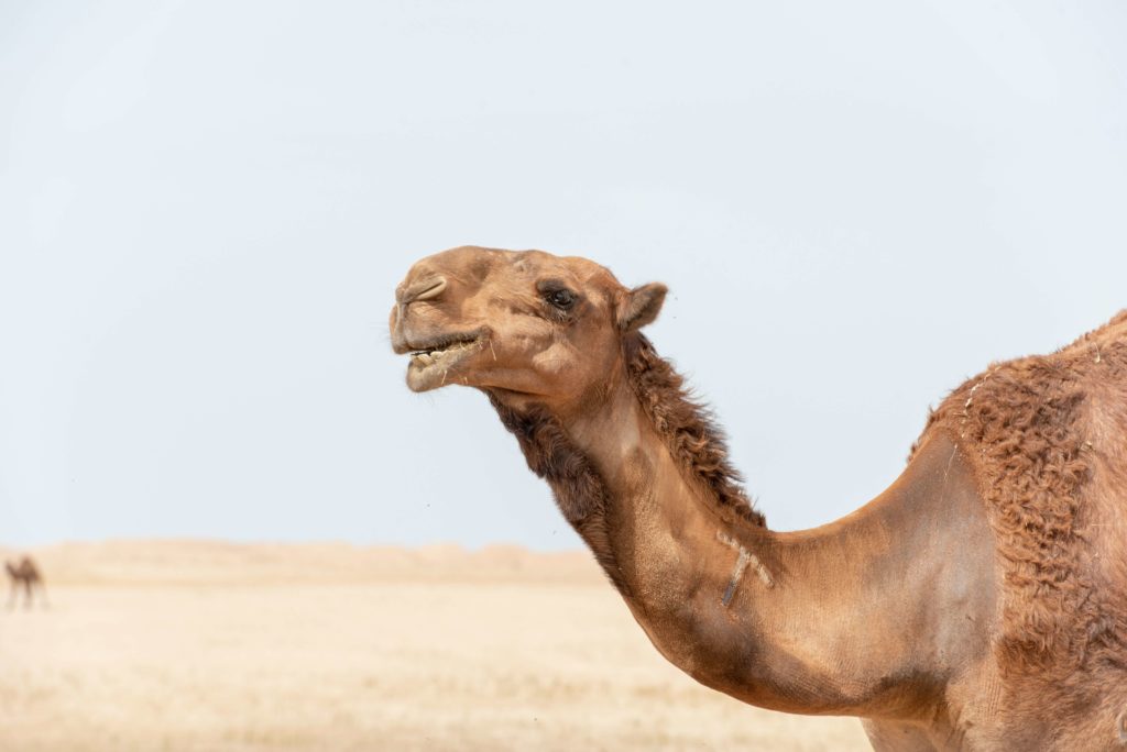 camel-case-pratique-seo-exploiter-ou-bannir